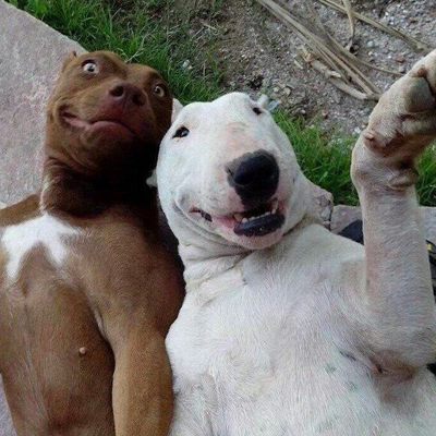 dog-selfie