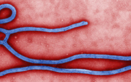 ebola-virus