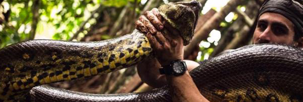 being-eaten-by-an-anaconda
