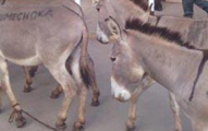 donkeys-in-town